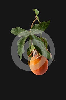 close up of an orange passion fruit