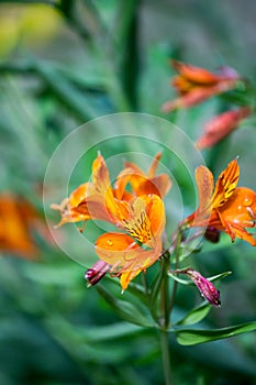 Close-Up of Orange Peruvian Lily Flower With Water Drops