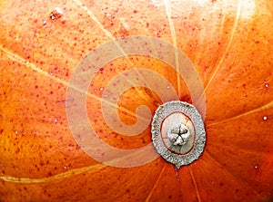 Close-up of orange pumpkin texture. Abstract autumn background, wallpaper, organic vegetarian food