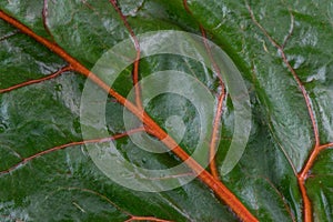 Close Up of Orange Rainbow Chard Leaf