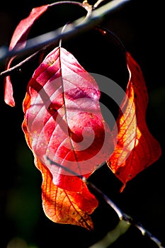 Close up of orange red autumn leaves, black background in bright sunshine on a fall day