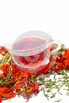 Close up of orange or red colored tea of Gular or Flame tree`s flowers isolated on white.