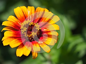 Close up of an orange and red flower