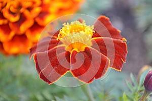Close up of orange and red flower