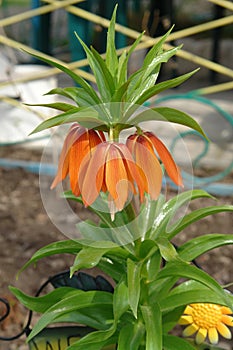 A close up of orange-red flowers of Fritillaria imperialis of the variety `Aurora` crown imperial, imperial fritillary