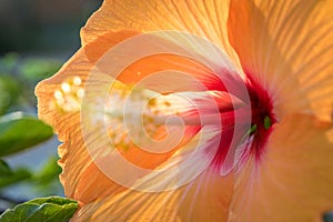 Close Up of a Orange and Red Hibiscus Flower