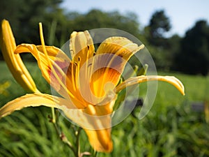 Close up of an Orange and Red Lily flower