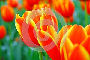 Close up of Orange-red tulips in the spring garden with soft blurry background