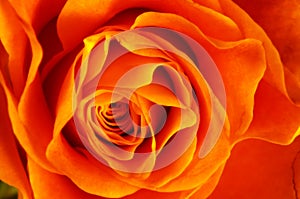 Close up of orange rose