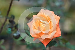 Close up orange rose blooming in garden valentine day.