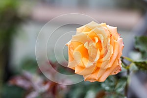 Close up orange rose blooming in garden valentine day.