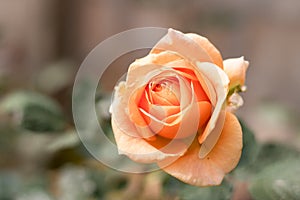 Close up orange rose blooming in garden valentine day.