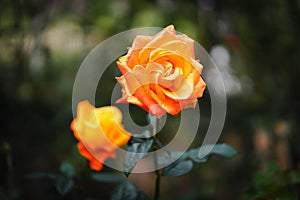 Close-up of orange rose bush in the morning garden with the blurred bokeh background of green and black leaves.