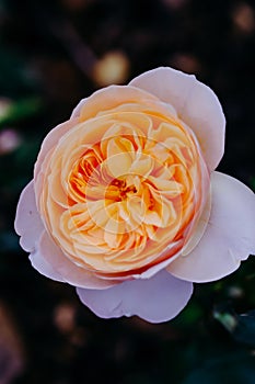 Close up of orange rose with petals softened on blur nature background. Royalty high-quality free stock image of flowers.