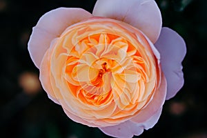 Close up of orange rose with petals softened on blur nature background. Royalty high-quality free stock image of flowers.