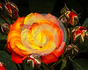 Close up of an orange rose surrounded by buds