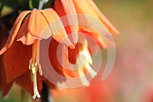 Close up of an orange snakehead`s flower chequered daffodil