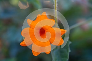 Orange spring flower