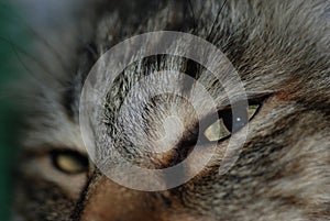 Close-up of an orange tabby cat face