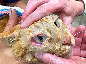 Close up on Orange Tabby Cat face being held by multiple hands to assess trauma to eye