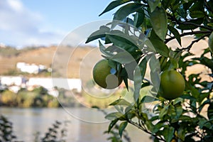 Close-up of orange tree Citrus sinensis fruits