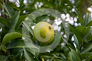 Close-up of orange tree Citrus sinensis fruits