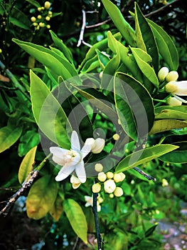 Close up orange tree flower bud with green leaves