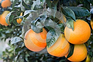 Close up of orange tree in the garden