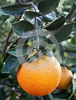 Close up of orange tree in the garden