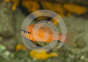 Close-up orange tropical fish underwater in Maldive islands
