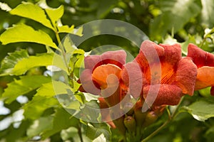 close-up: orange trumpet creeper flowers