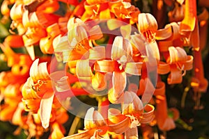 Close up Orange trumpet, Flame flower, Fire-cracker vine