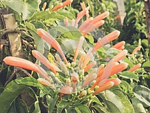 Close up orange trumpet