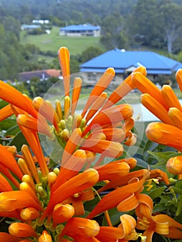 Close up of an orange trumpet vine