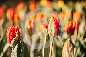 Close-up of Orange tulip flowers in the garden with Water spray, dew and sunlight. Natural background