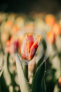 Close-up of Orange tulip flowers in the garden with Water spray, dew and sunlight. Natural background