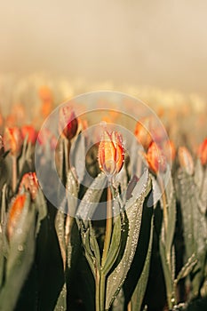 Close-up of Orange tulip flowers in the garden with Water spray, dew and sunlight. Natural background