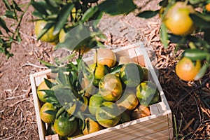 Close-Up of an Orange in Wooden Basket at Organic Farm, Agriculturist Occupation , Agriculture and Harvesting Concept