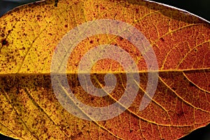 Close-up of an orange-yellow autumn leaf with chlorophyll and  pigments visible