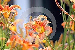 Close Up of Orange and Yellow Daylilies in Various Stages of Bloom