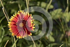 Close-up of orange, yellow, red wildflowers with green background with copy space for text