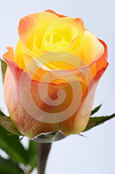 Close up of orange and yellow rose flower