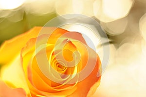 Close up of orange and yellow rose flower