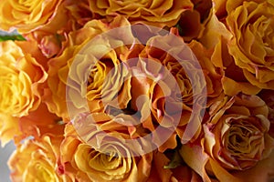 Close up orange yellow rose flowers bouquet in glass vase, grey background, day light.