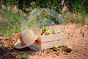 Close-Up of an Oranges in a Basket With Straw Hat at Organic Farm, Agriculturist Occupation , Agriculture and Harvesting Concept