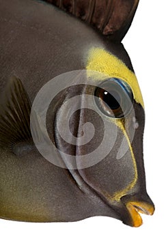 Close-up of Orangespine unicornfish, Naso lituratus photo