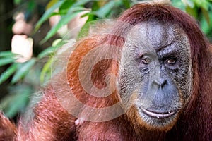 Close up of orangutan