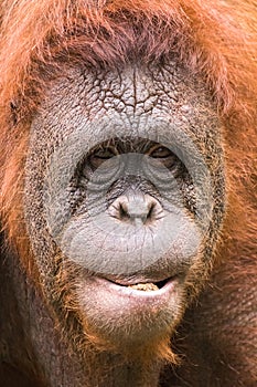 The close up of orangutan with his expression face