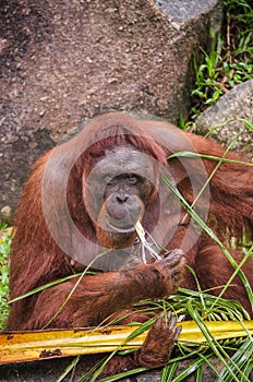 Close up of Orangutan in the in natural environment, Malaysia