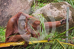 Close up of Orangutan in the in natural environment, Malaysia